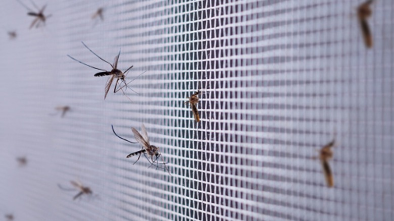 mosquitoes flying against screen