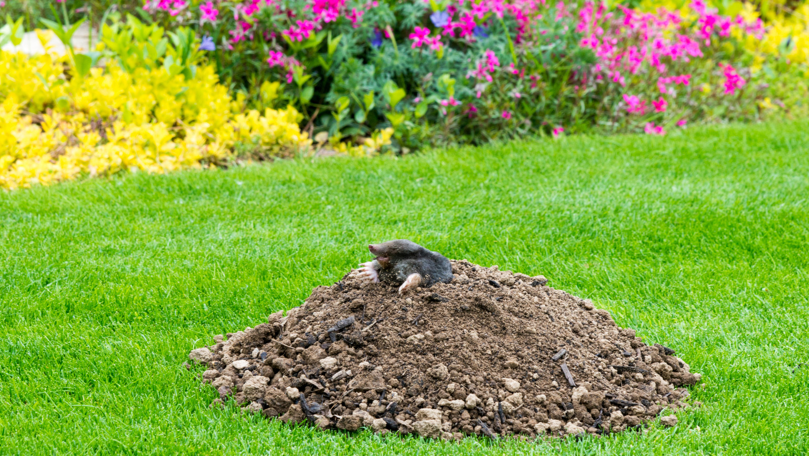 What's a Safe and Humane Way to Rid My Yard of Moles?
