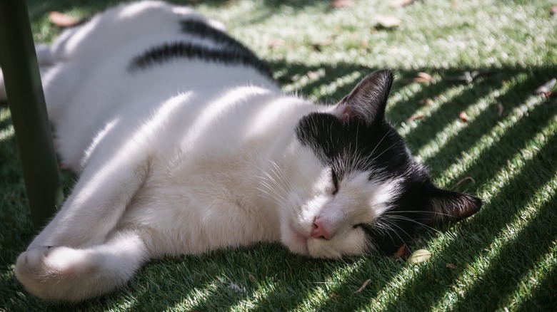 relaxing in shady backyard