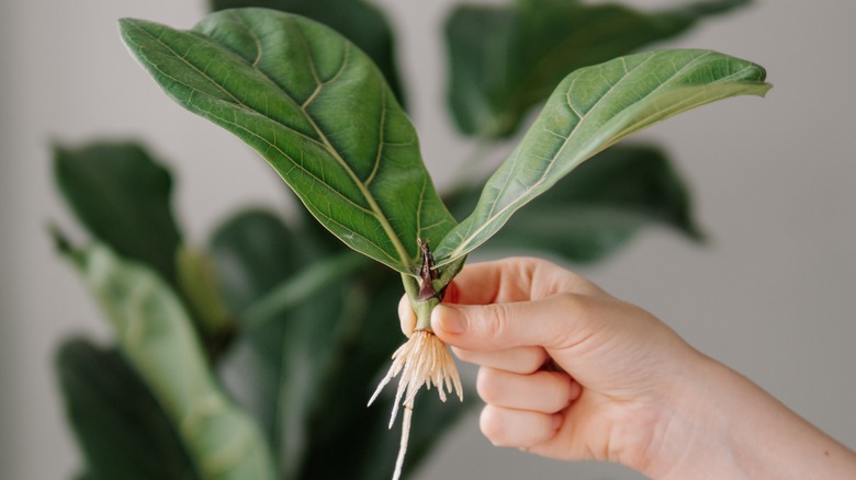 Propogated fiddleleaf fig plant roots