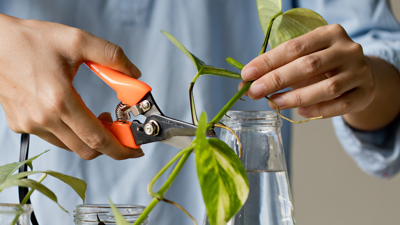 woman cutting plant stem 