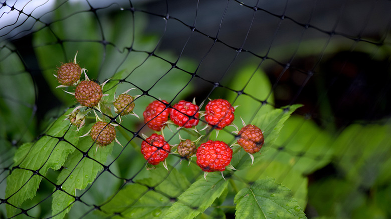 garden netting over raspberries