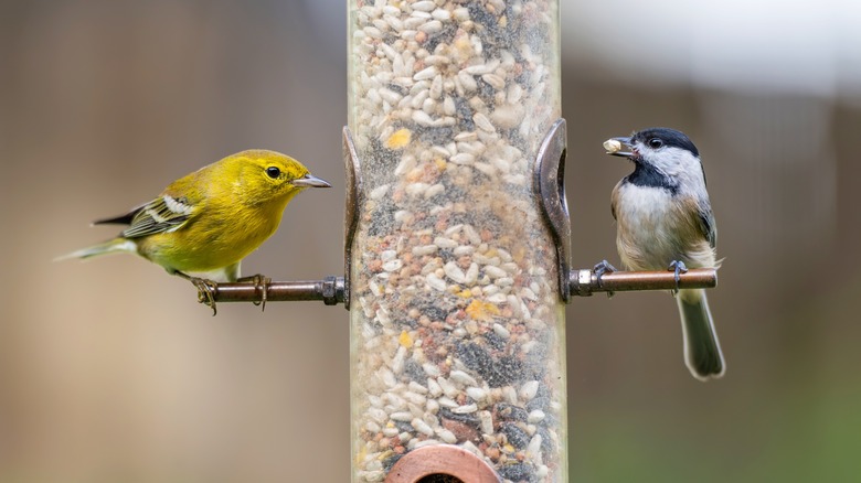 two birds on feeder