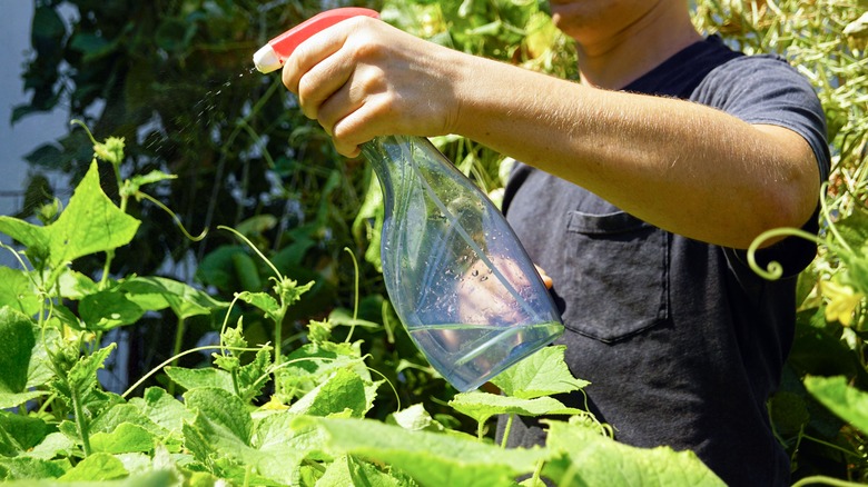 man spraying vegetation