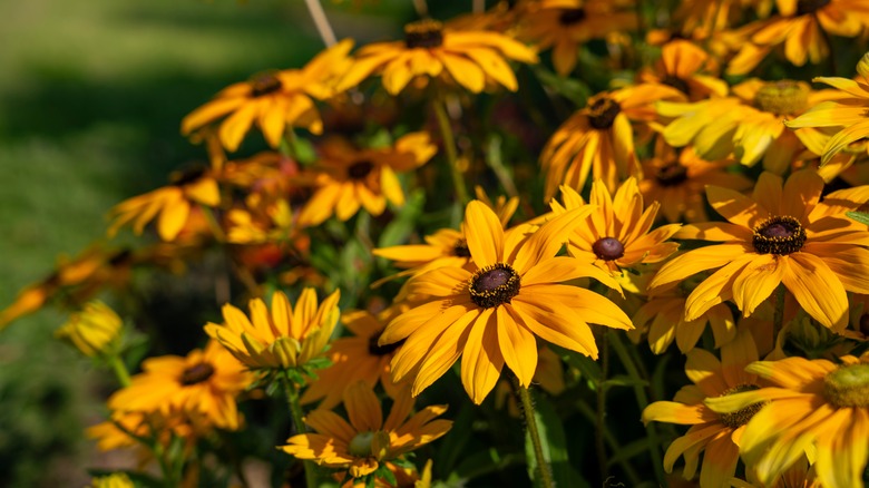 black-eyed Susans