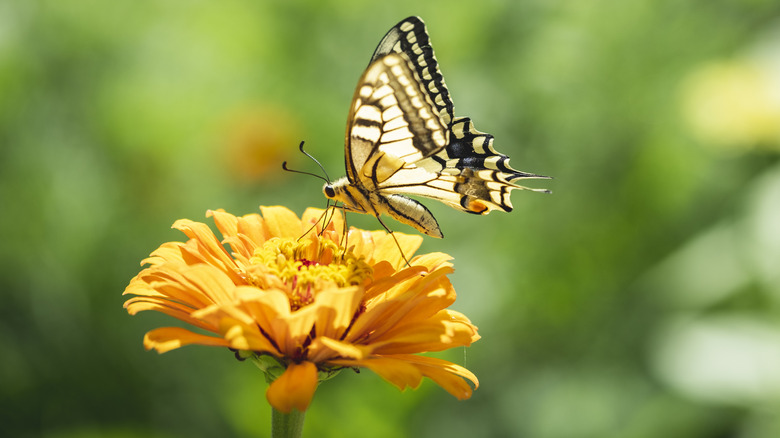 butterfly drinking from flower