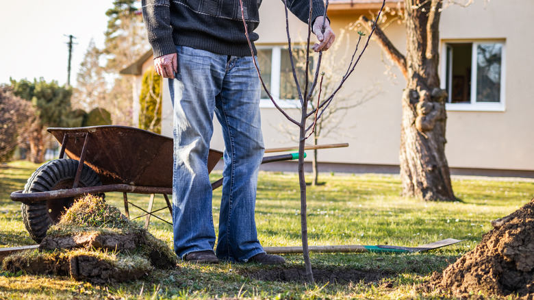 Gardener planting a fruit tree in the backyard