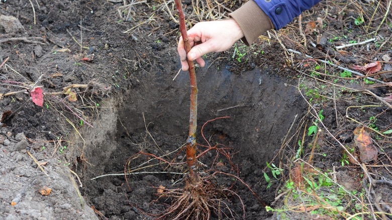 Person planting a bare-root fruit tree