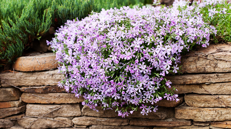 rock wall with flowering plant