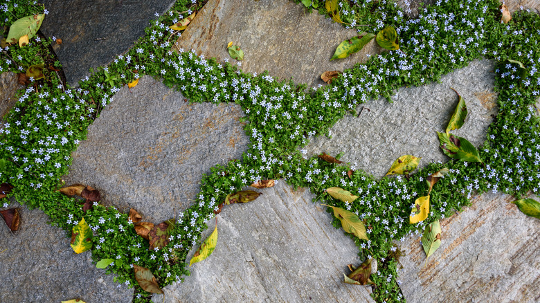 flowering plant growing between pavers