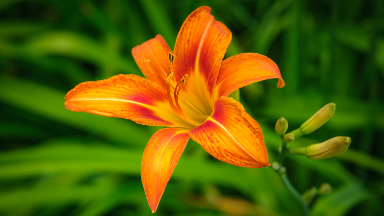 A Tiger Lily in grass