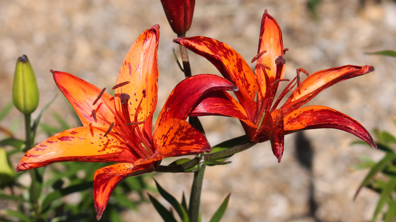 Lilies with Mosaic Virus