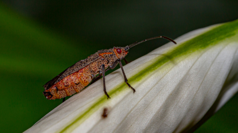 jadera bug on leaf