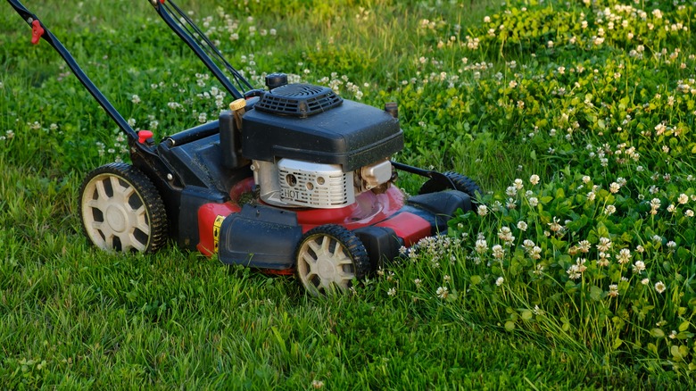 Clover lawn