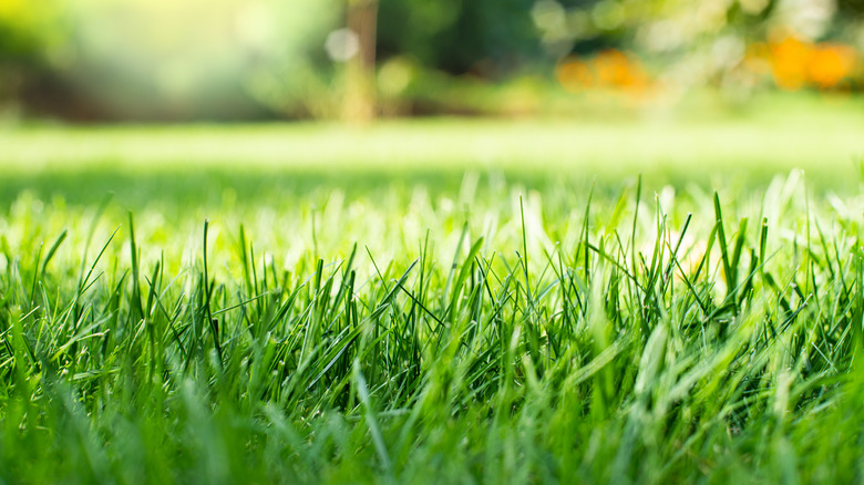 Closeup of grass