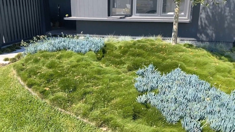 Bed of no-mow grass