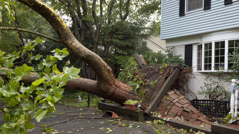 severe tree damage