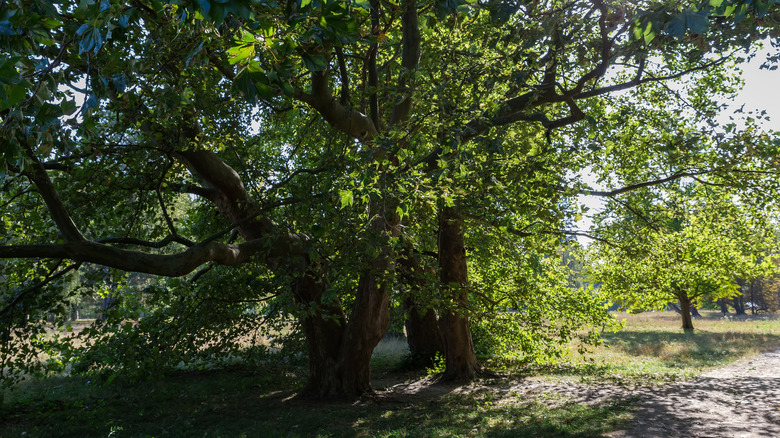 large sycamore trees