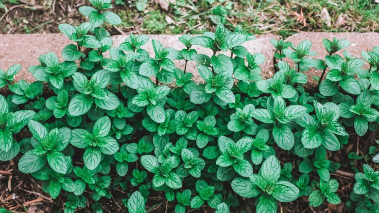 Mint growing in a garden bed showing its aggressive spreading growth