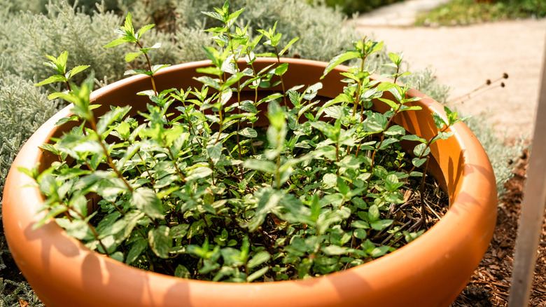 Mint growing in a pot in the herb garden