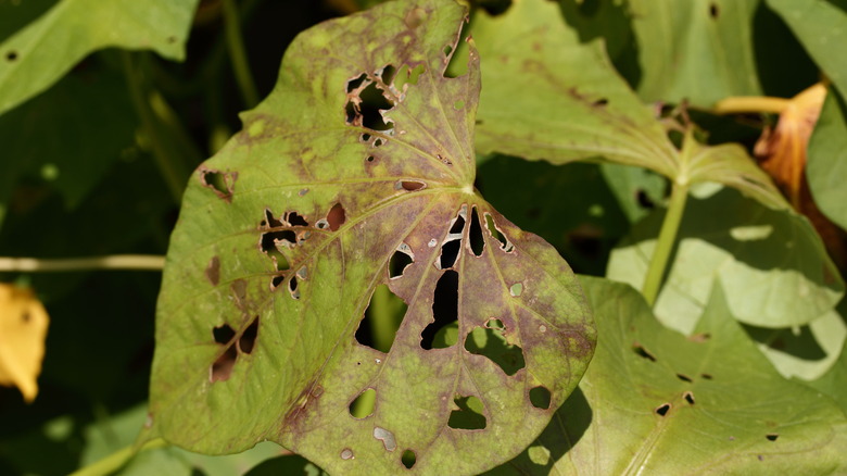 Diseased sweet potato leaves