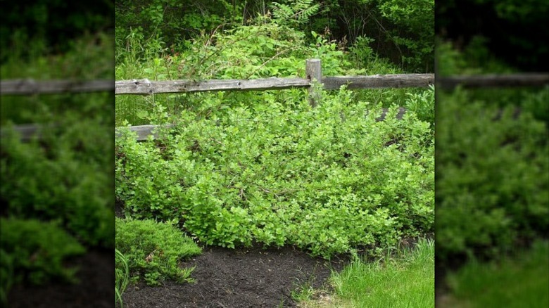 Rhus aromatica 'Gro-Low' growing in a garden bed and over a fence.