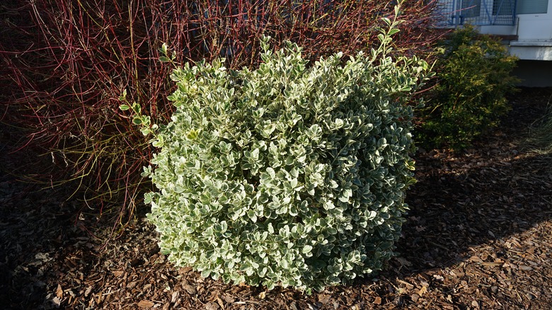 Wintercreeper pruned into a round shrub and growing in a bark-filled garden.