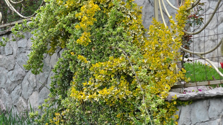 A large wintercreeper vine climbs all over a garden wall.