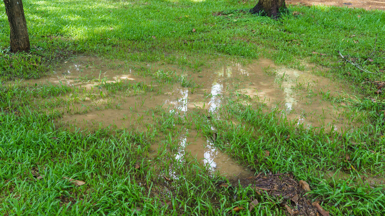 Standing water pools in a yard between two trees