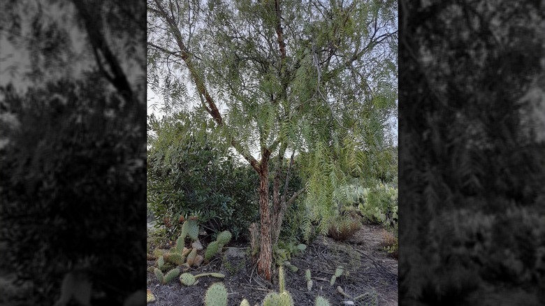 Schinus molle tree near cacti