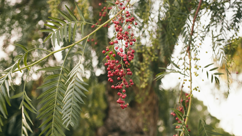 Fruits of California pepper tree