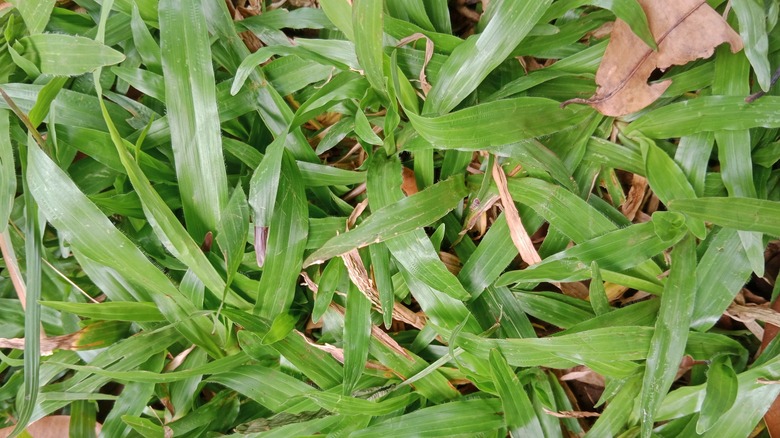 close-up of carpetgrass