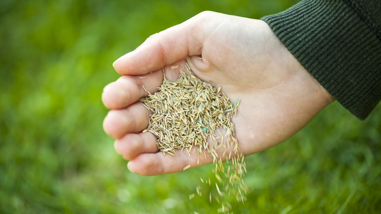 hand holding grass seed