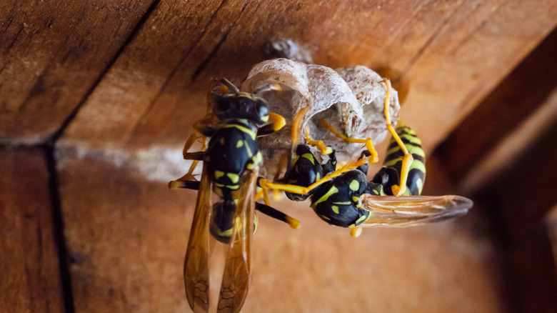 Close-up of wasps building a nest on a home