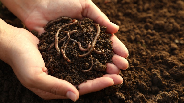 A woman holding healthy soil with earthworms in her two hands over healthy soil on the ground