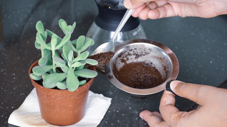 applying coffee grounds to plant