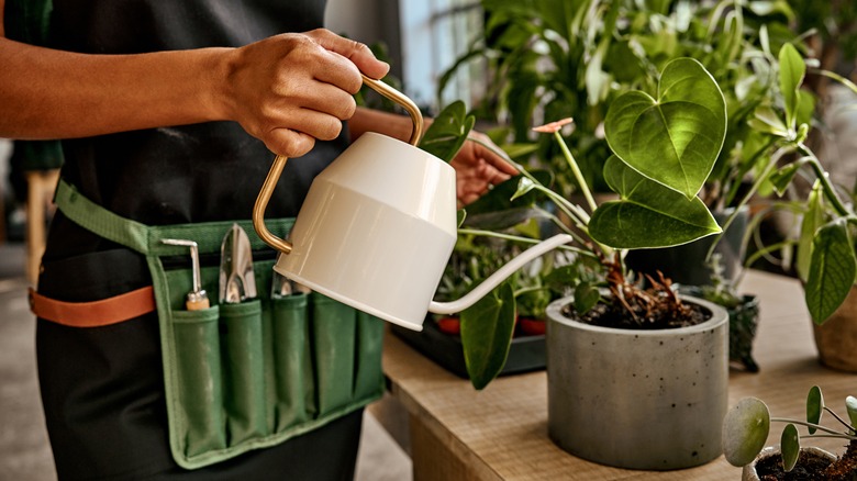 woman watering houseplants