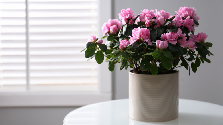 Pink azalea in white pot