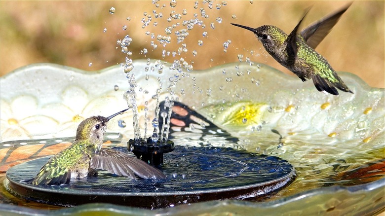 Birdbath with a fountain