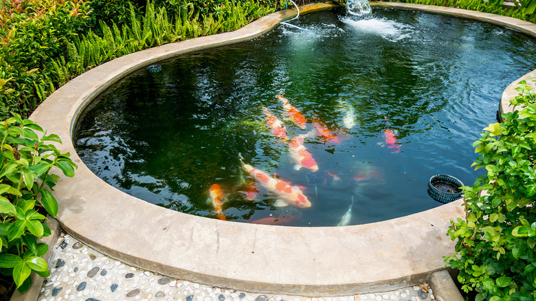 koi pond in backyard