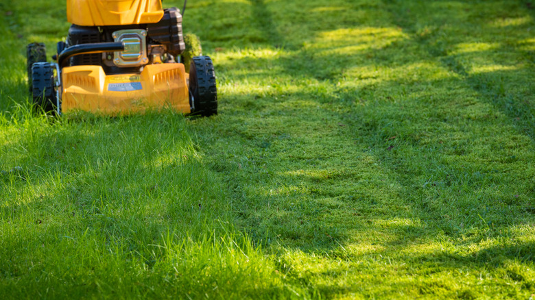 mowing the lawn in strips