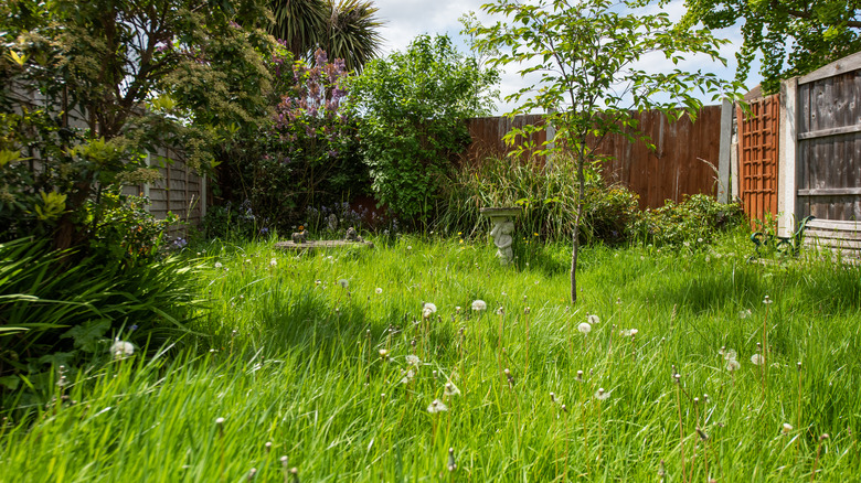 unkempt backyard garden and lawn