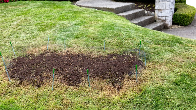 bare patch in lawn