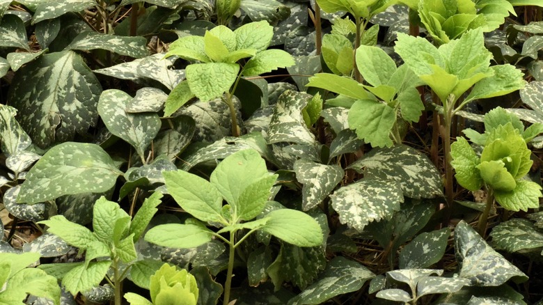 Allegheny spurge ground cover plants