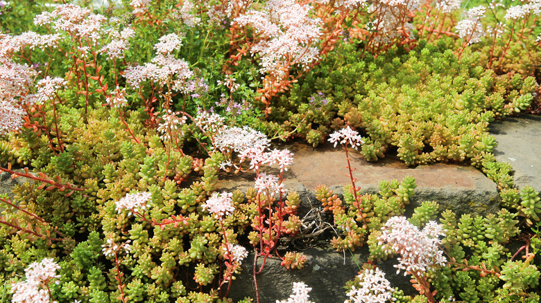 blossoming white stonecrop