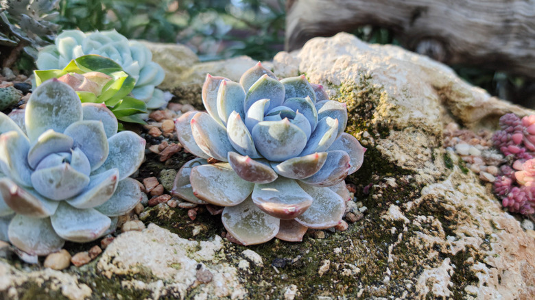 hens and chicks growing in rock