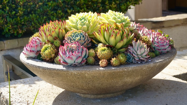 hens and chicks in planter 