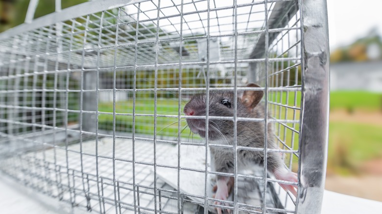 Rat in a humane trap for removal