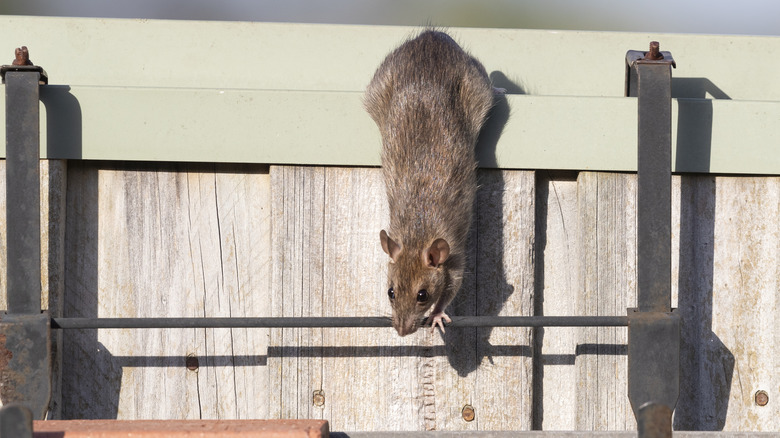 Large rat climbs down fence