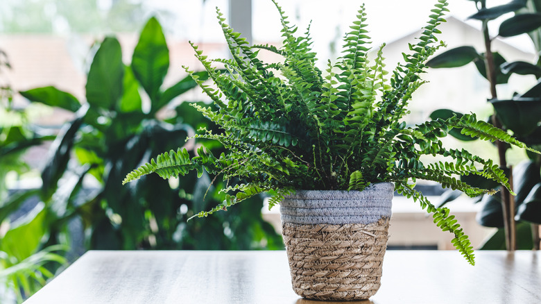 Boston fern amidst other greenery